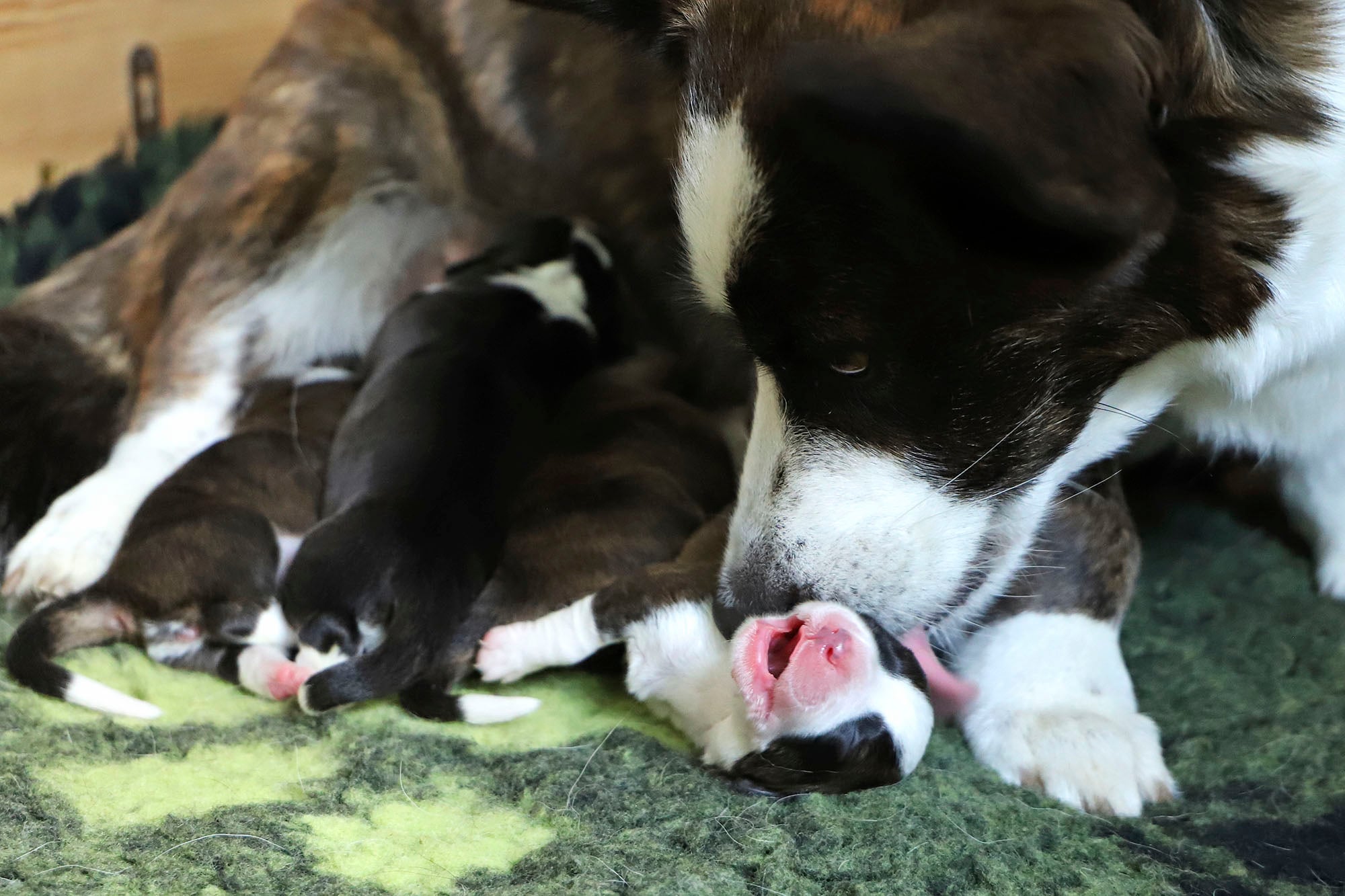 Welsh Corgi Cardigan tæve med nyfødte hvalpe i fødekassen