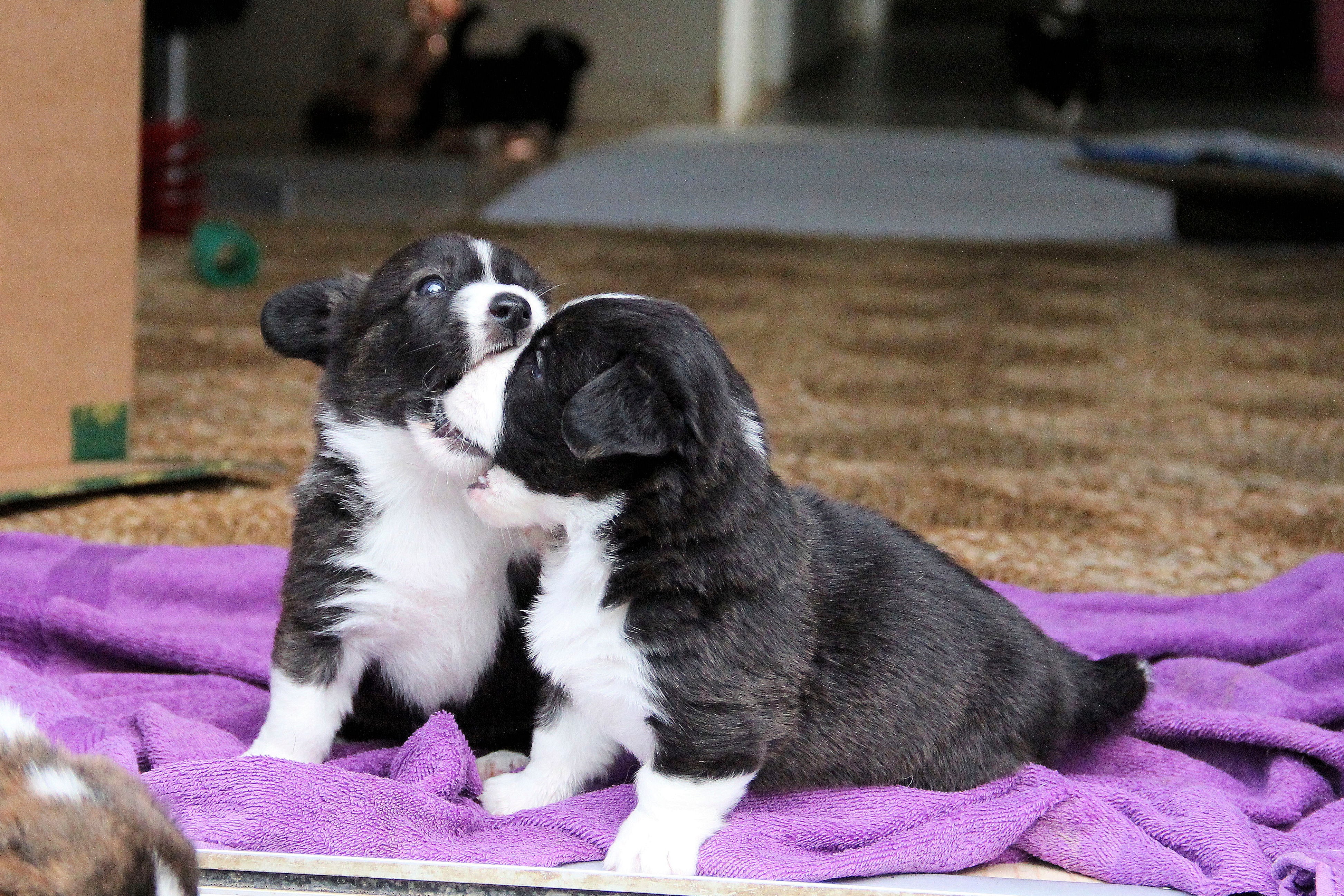 Welsh Corgi Cardigan hvalpe leger og udvikler sociale færdigheder
