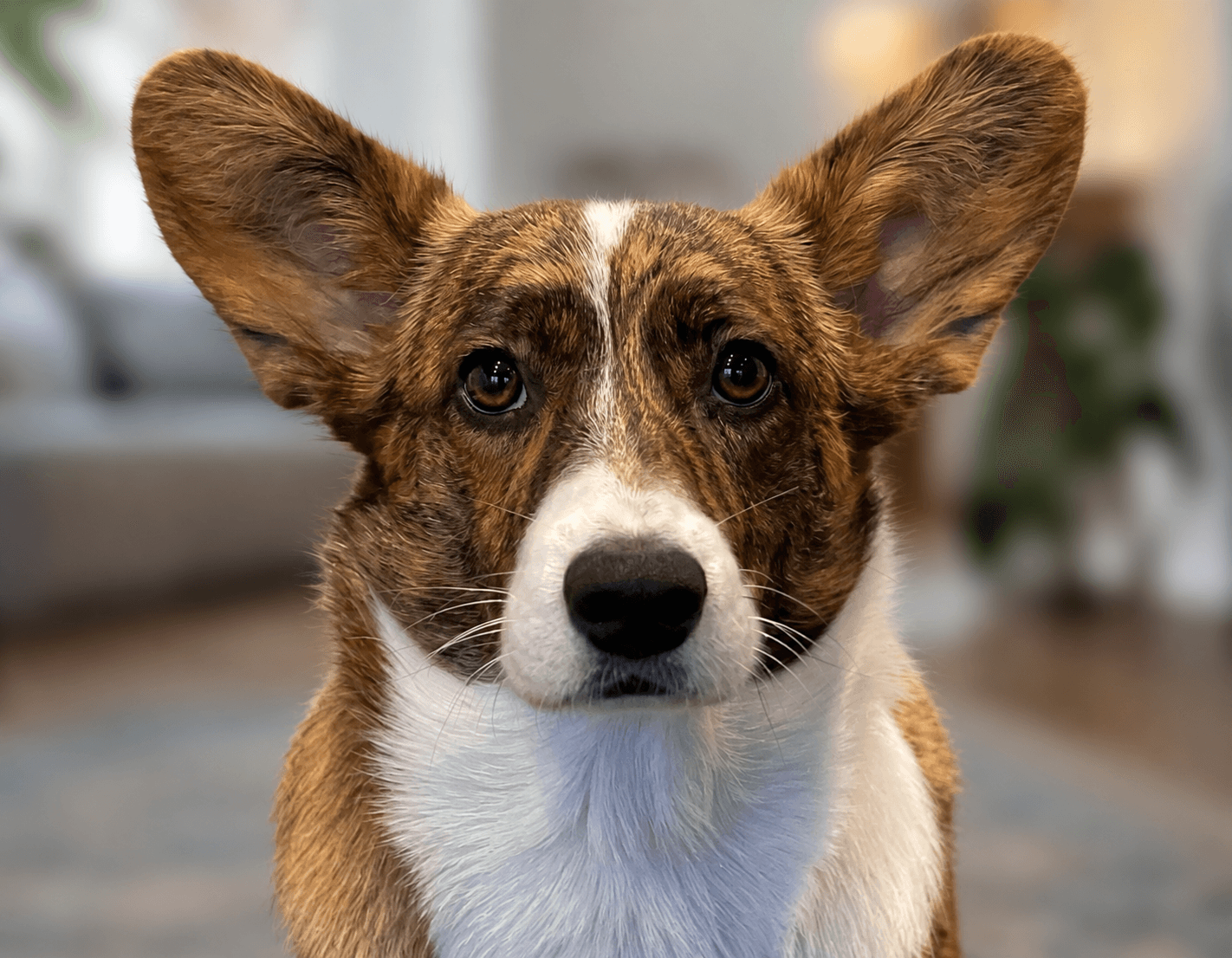 Welsh Corgi Cardigan fra Kennel Vistruphus