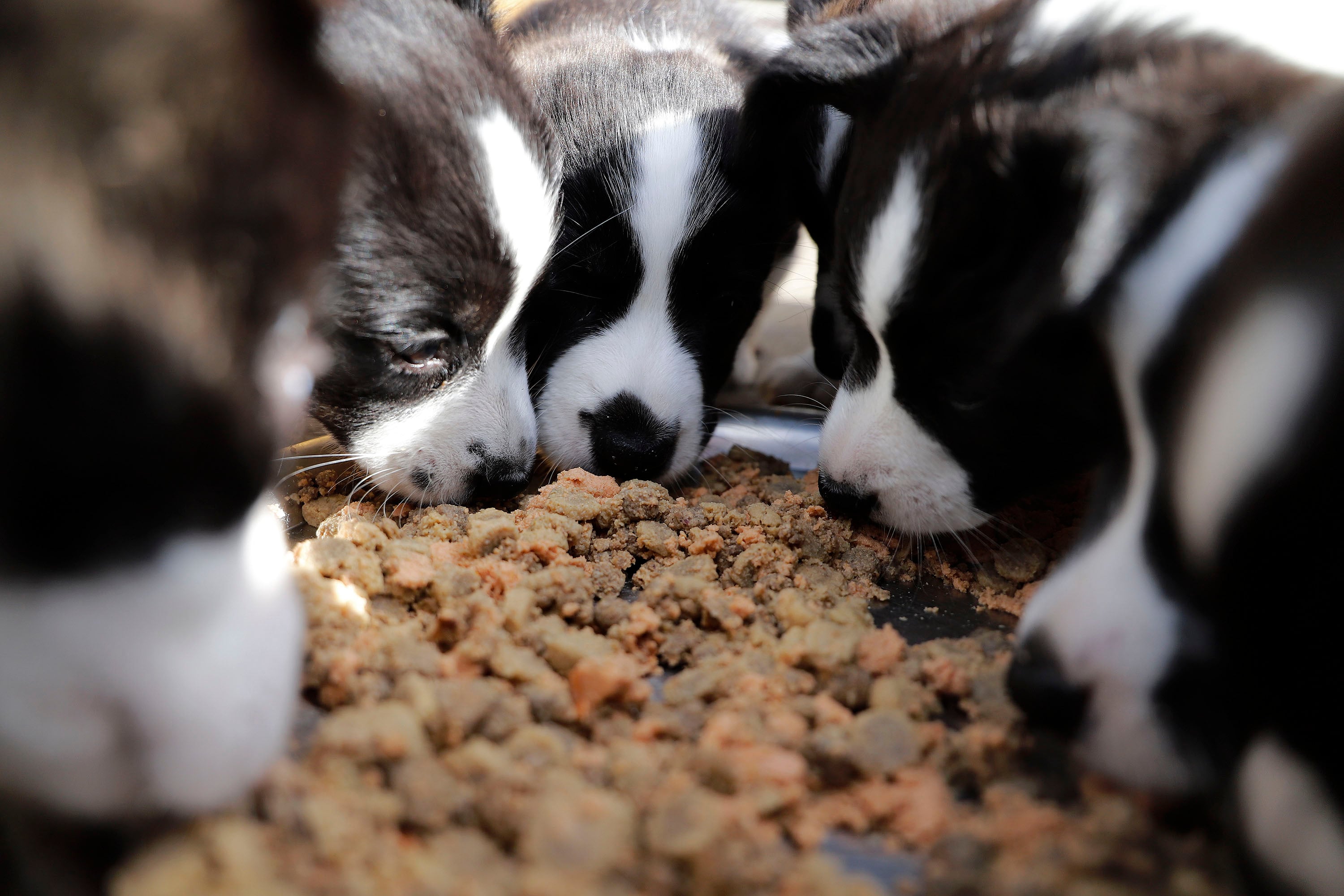Welsh Corgi Cardigan hvalpe introduceres til fast føde