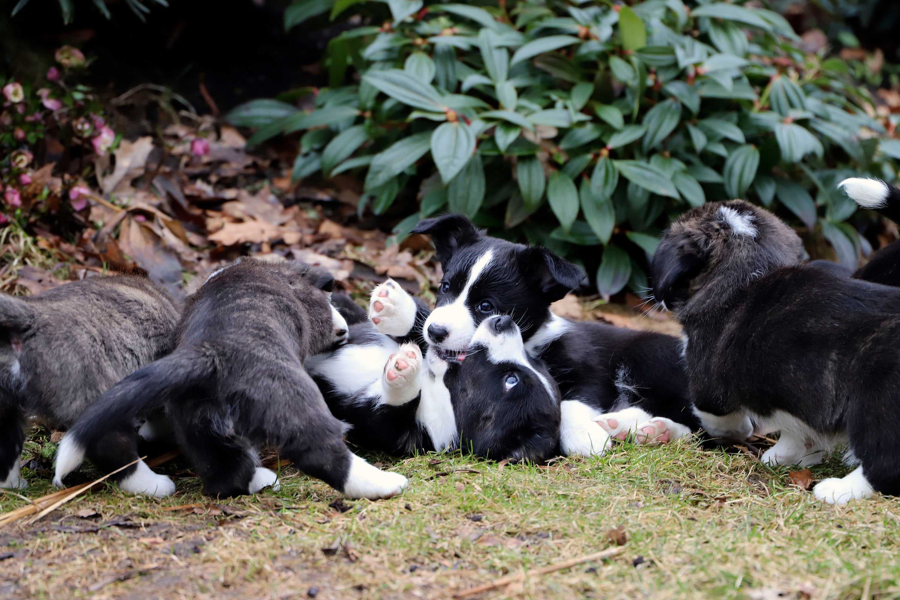 Welsh Corgi Cardigan hvalpe udvikler sociale færdigheder gennem leg