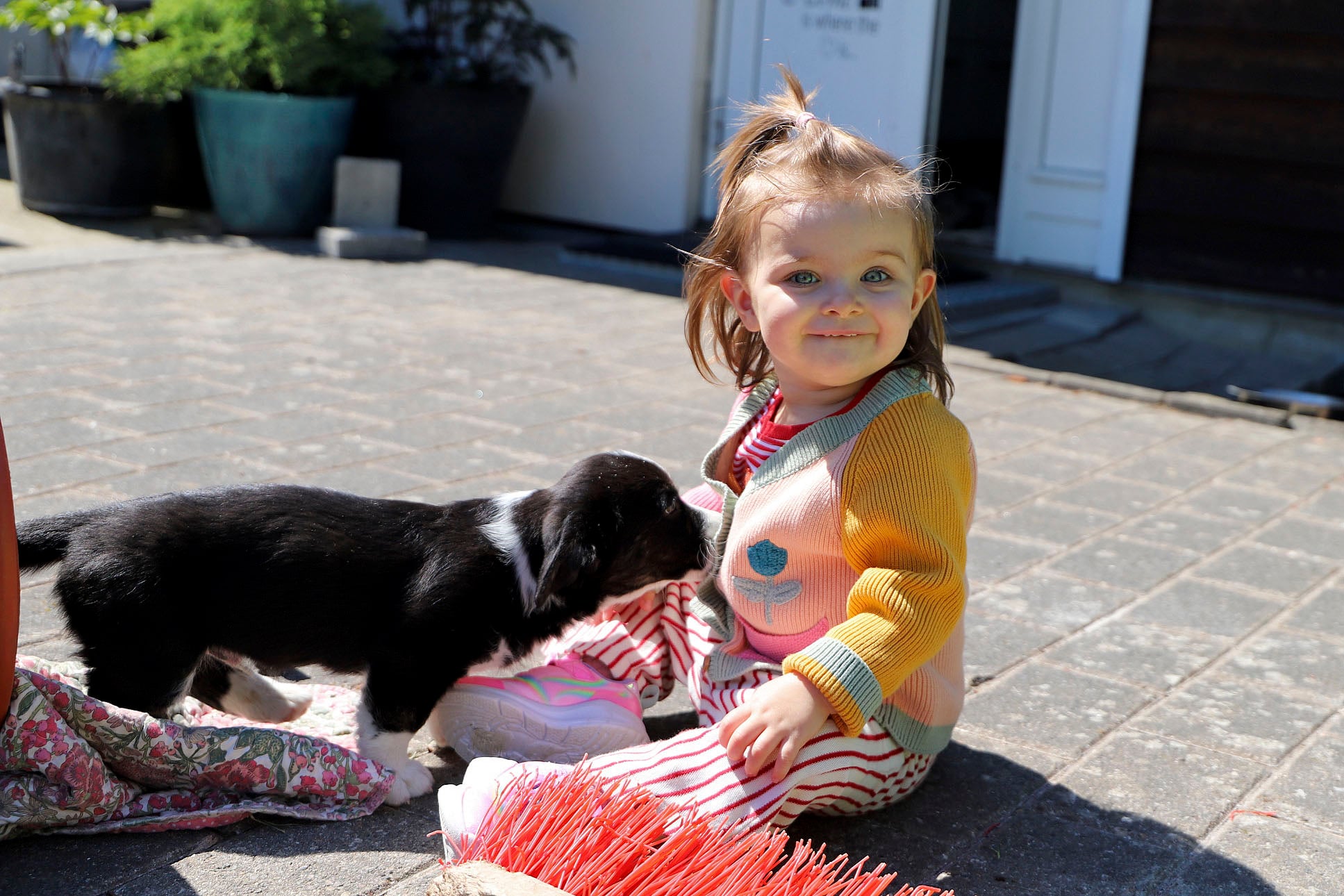 Lille barn og Welsh Corgi Cardigan hvalp sammen i haven