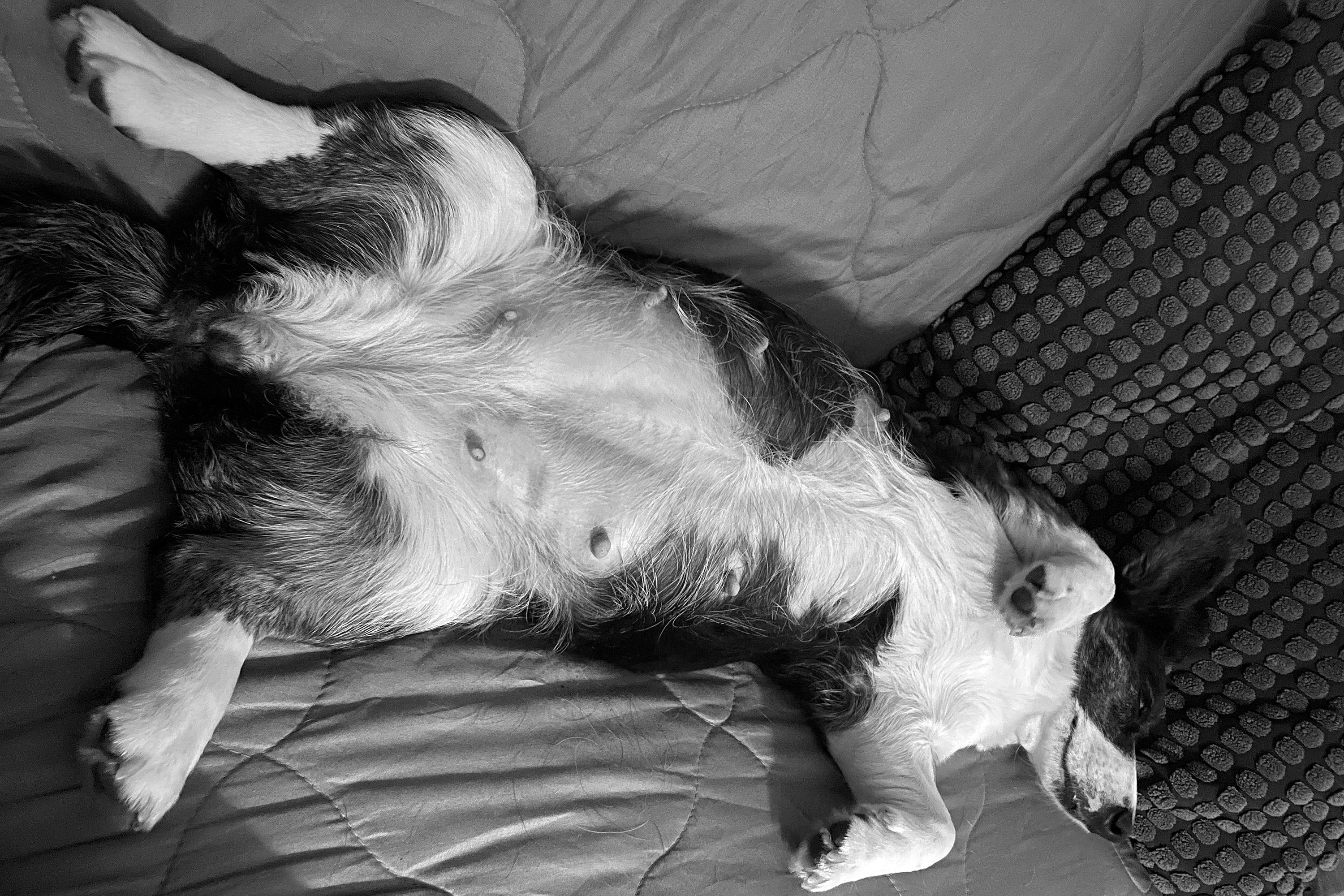 Drægtig Welsh Corgi Cardigan tæve i sidste del af drægtigheden