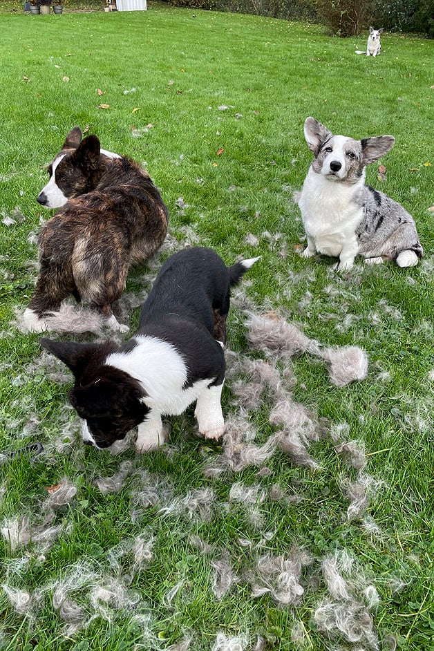 Welsh Corgi Cardigans under fældning med løs underuld i græsset