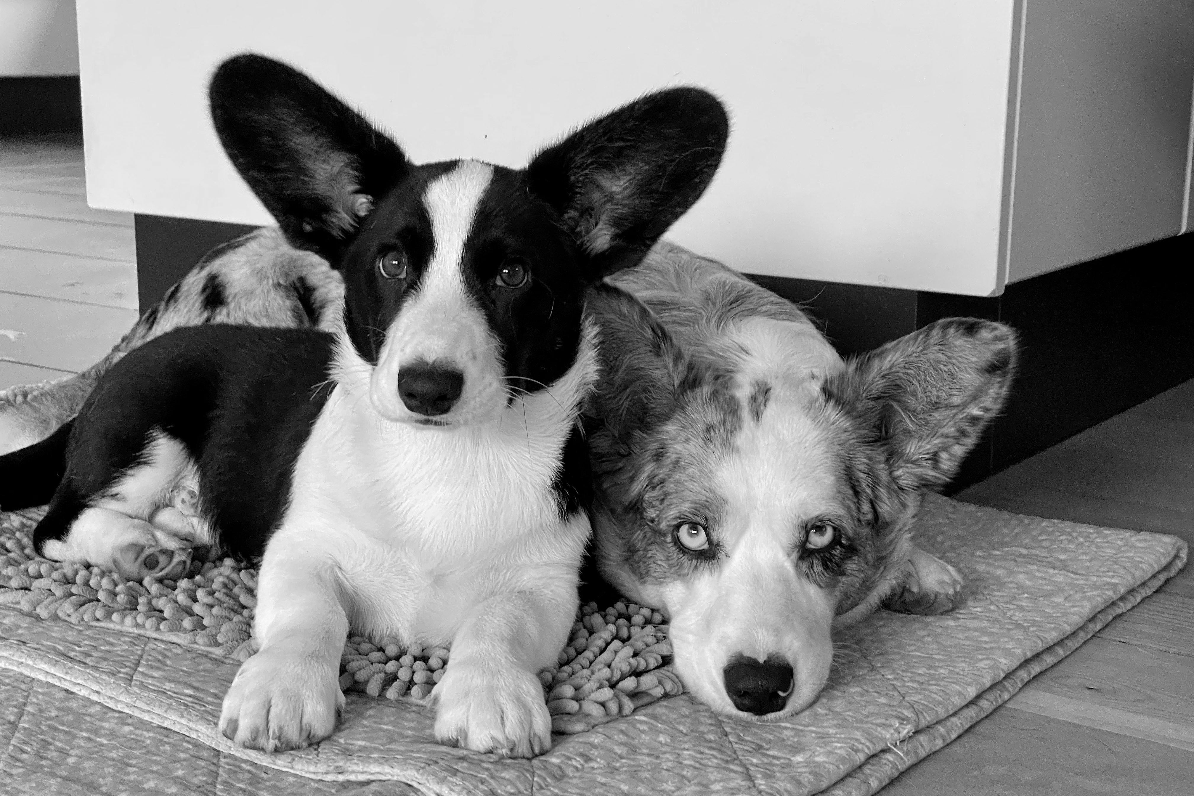 Welsh Corgi Cardigan Kiwi og Percy i hjemlige omgivelser