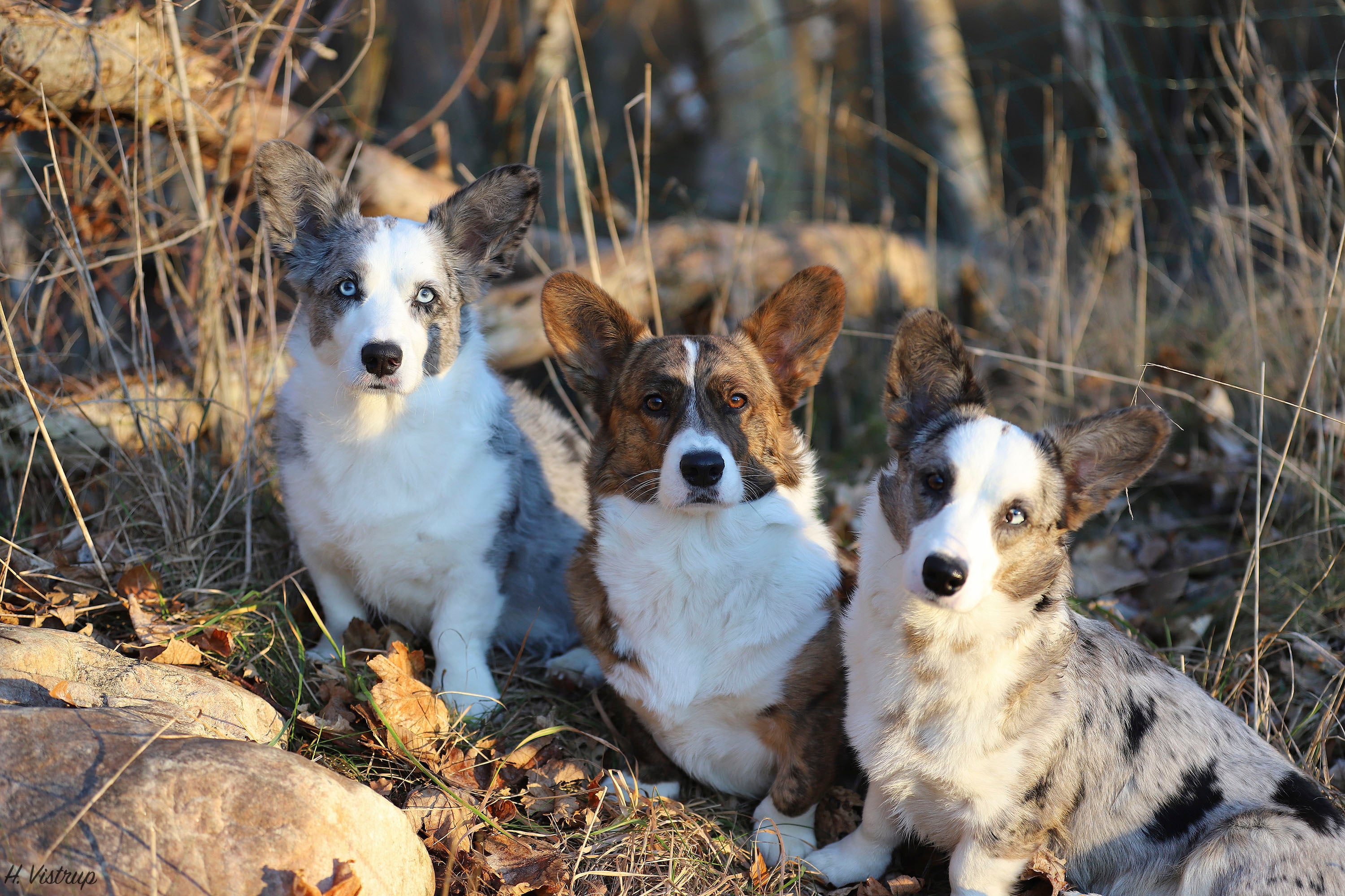 Welsh Corgi Cardigan tæverne Kiwi, Shiva og Lavi hos Kennel Vistruphus
