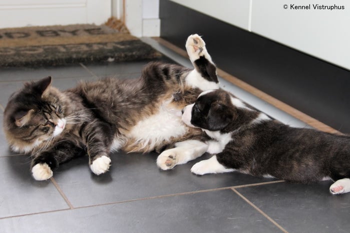 Welsh Corgi Cardigan hvalp sammen med kat i hjemmet