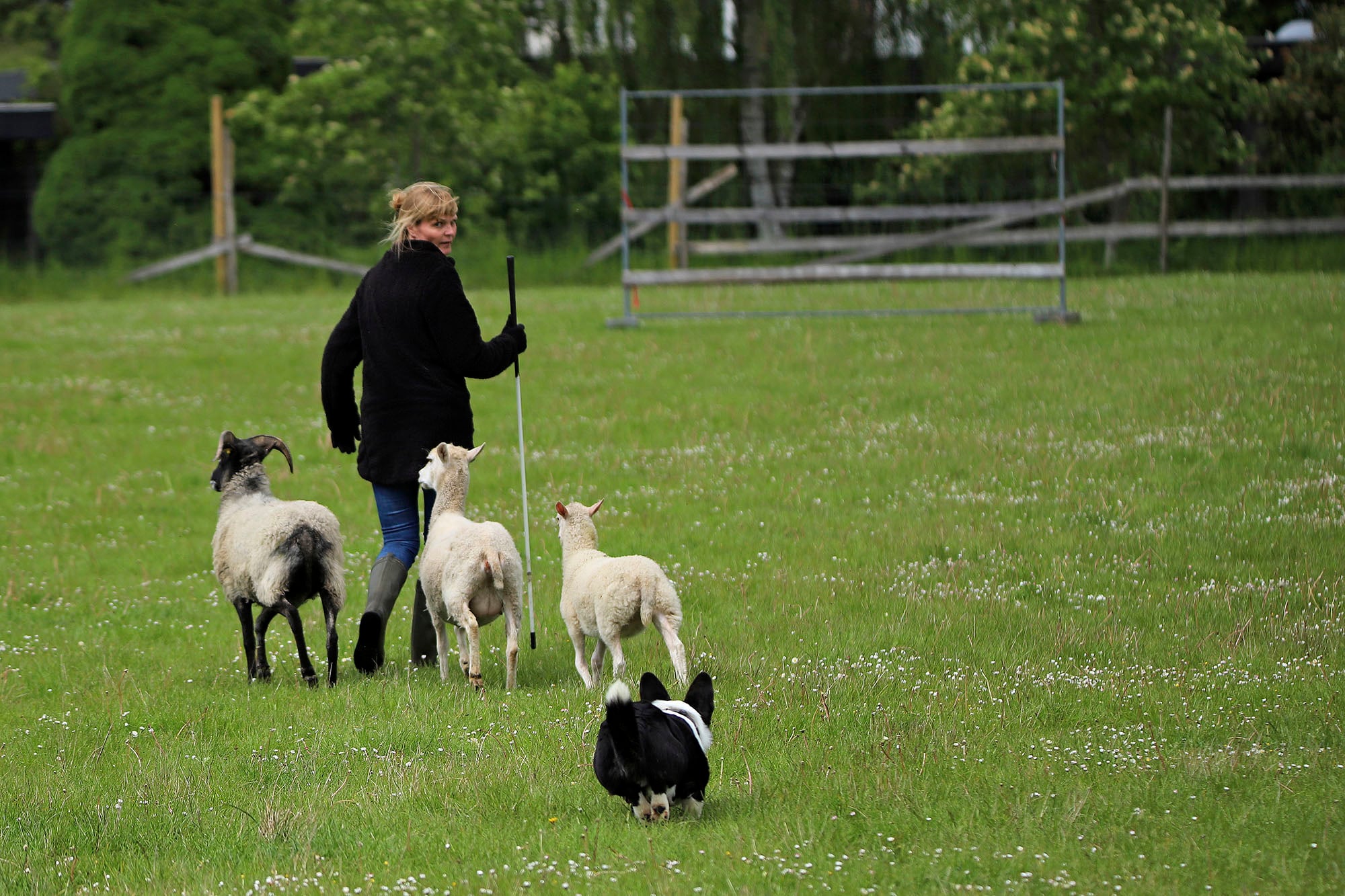Hyrde og Welsh Corgi Cardigan i samarbejde med får