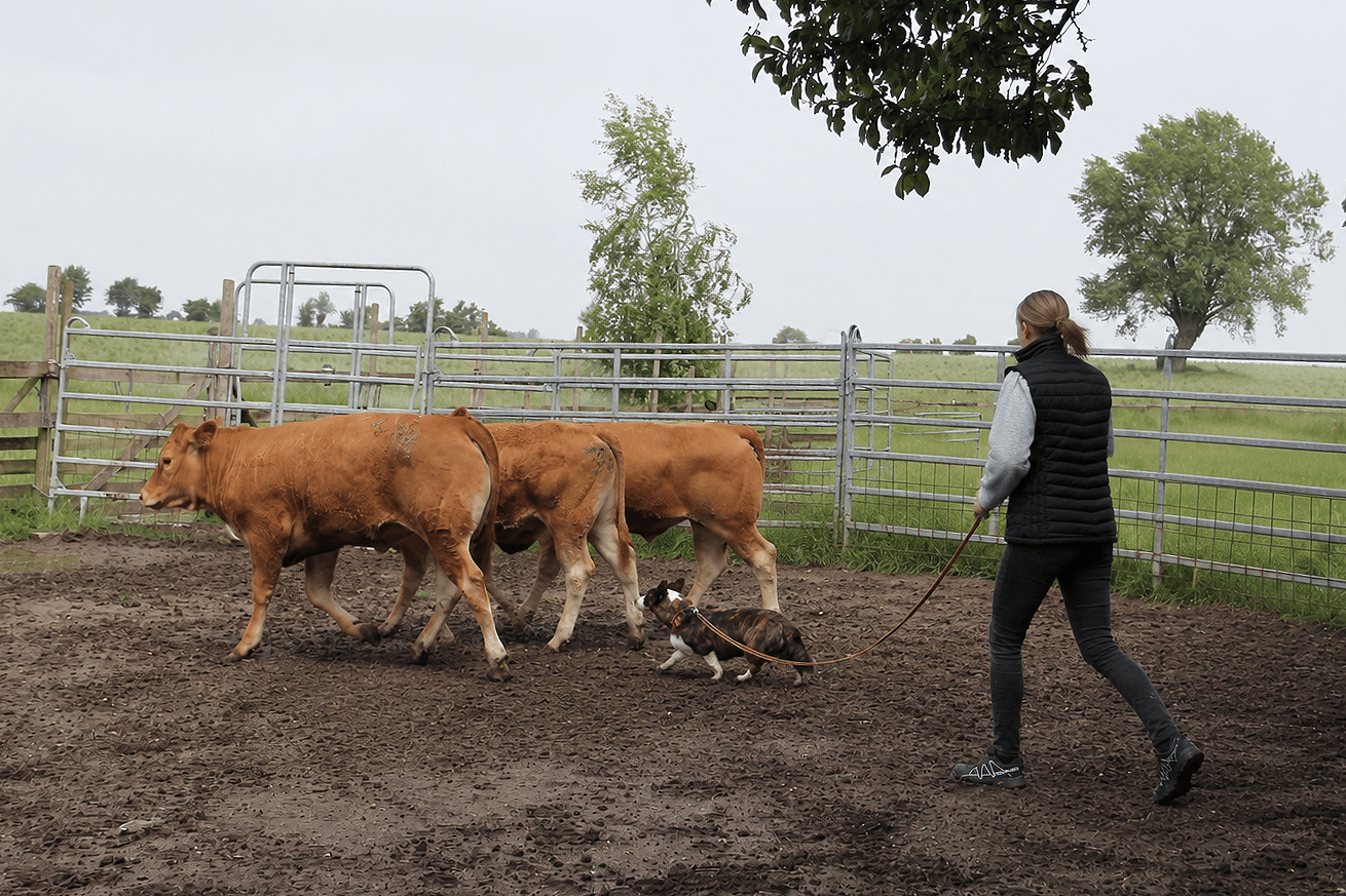 Welsh Corgi Cardigan arbejder med kvæg som drivende hyrdehund