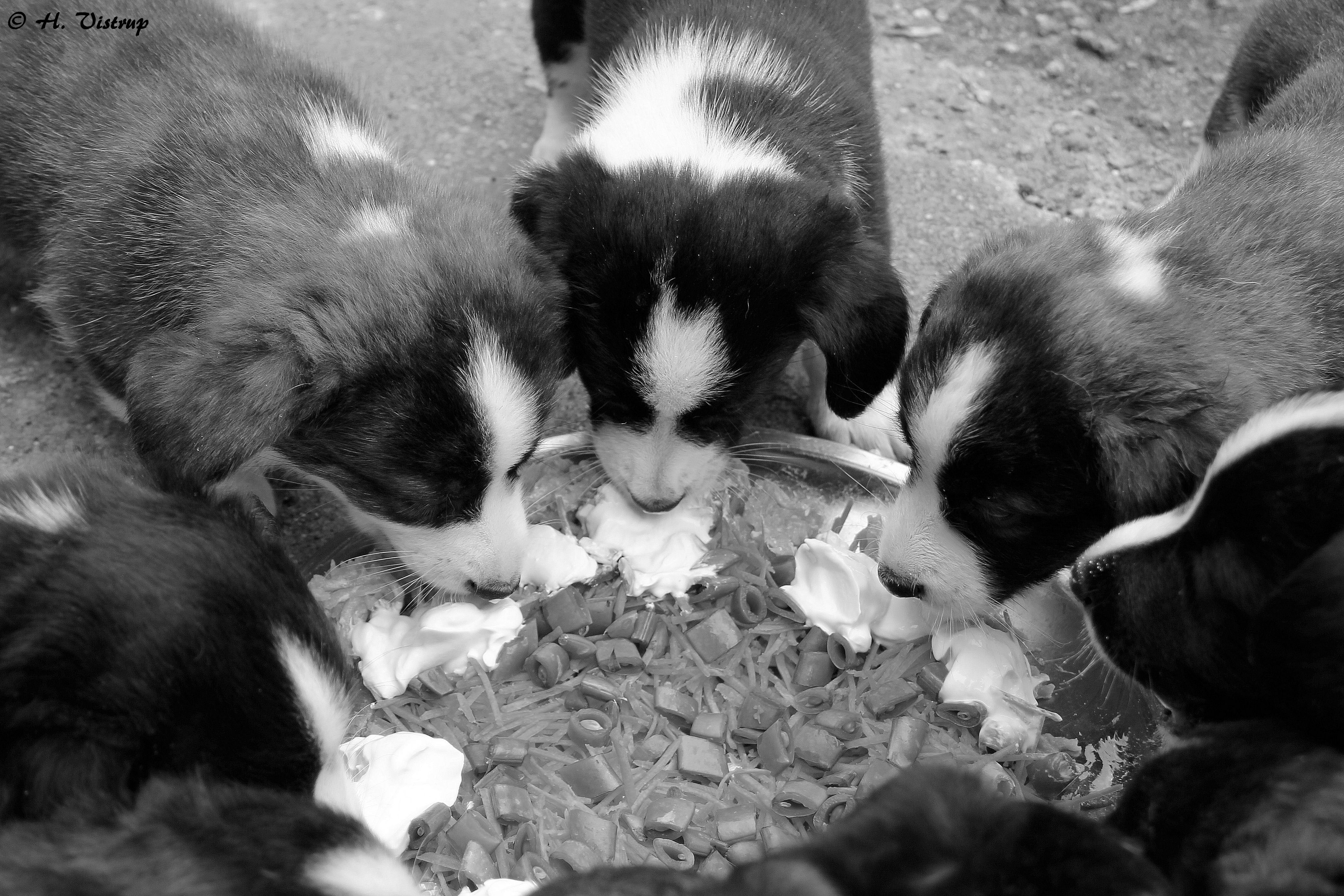 Welsh Corgi Cardigan hvalpe under tidlig socialisering og prægning