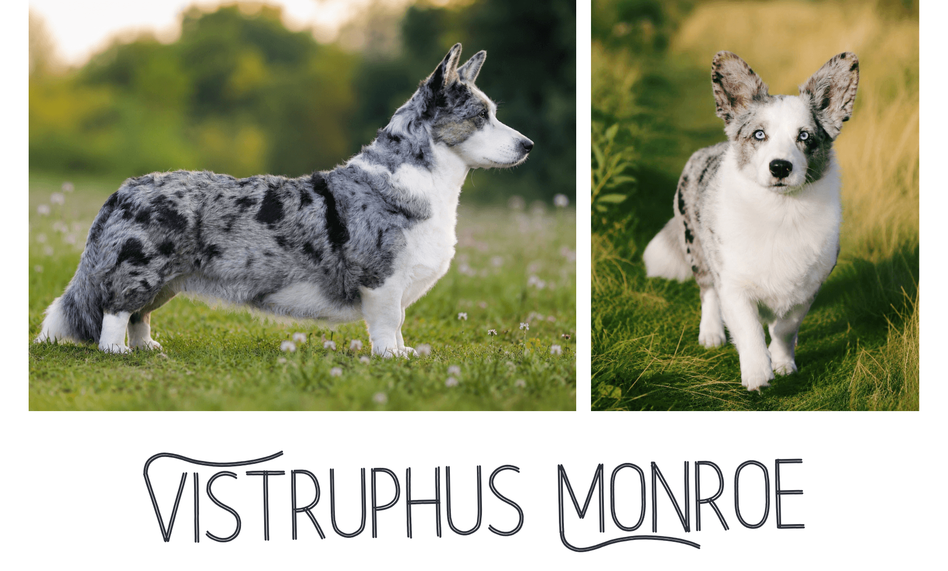 Welsh Corgi Cardigan tæve Vistruphus Monroe (Kiwi)