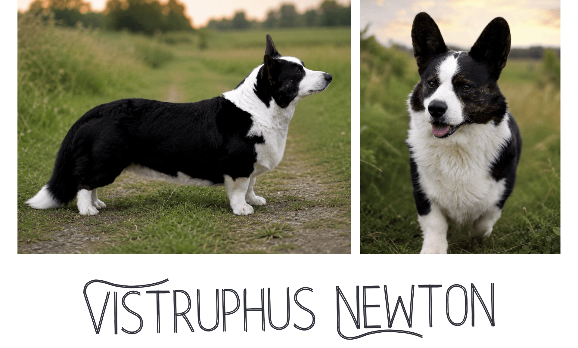 Welsh Corgi Cardigan hanhund Vistruphus Newton