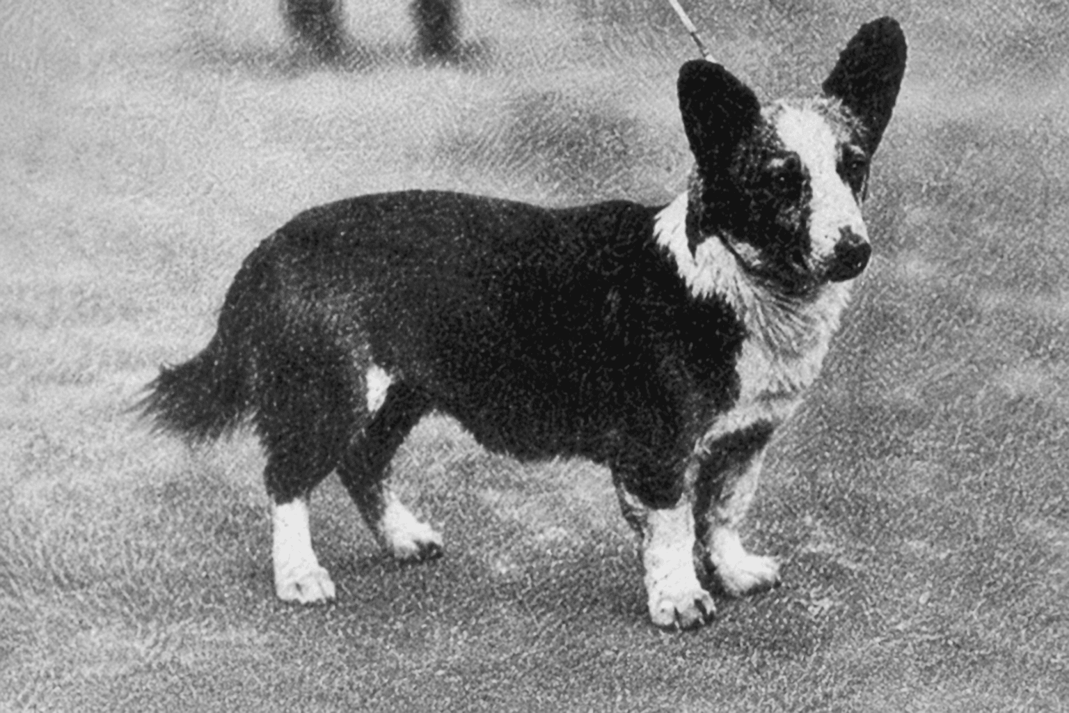 Historisk foto af corgien Bob Llwyd fra 1920'erne