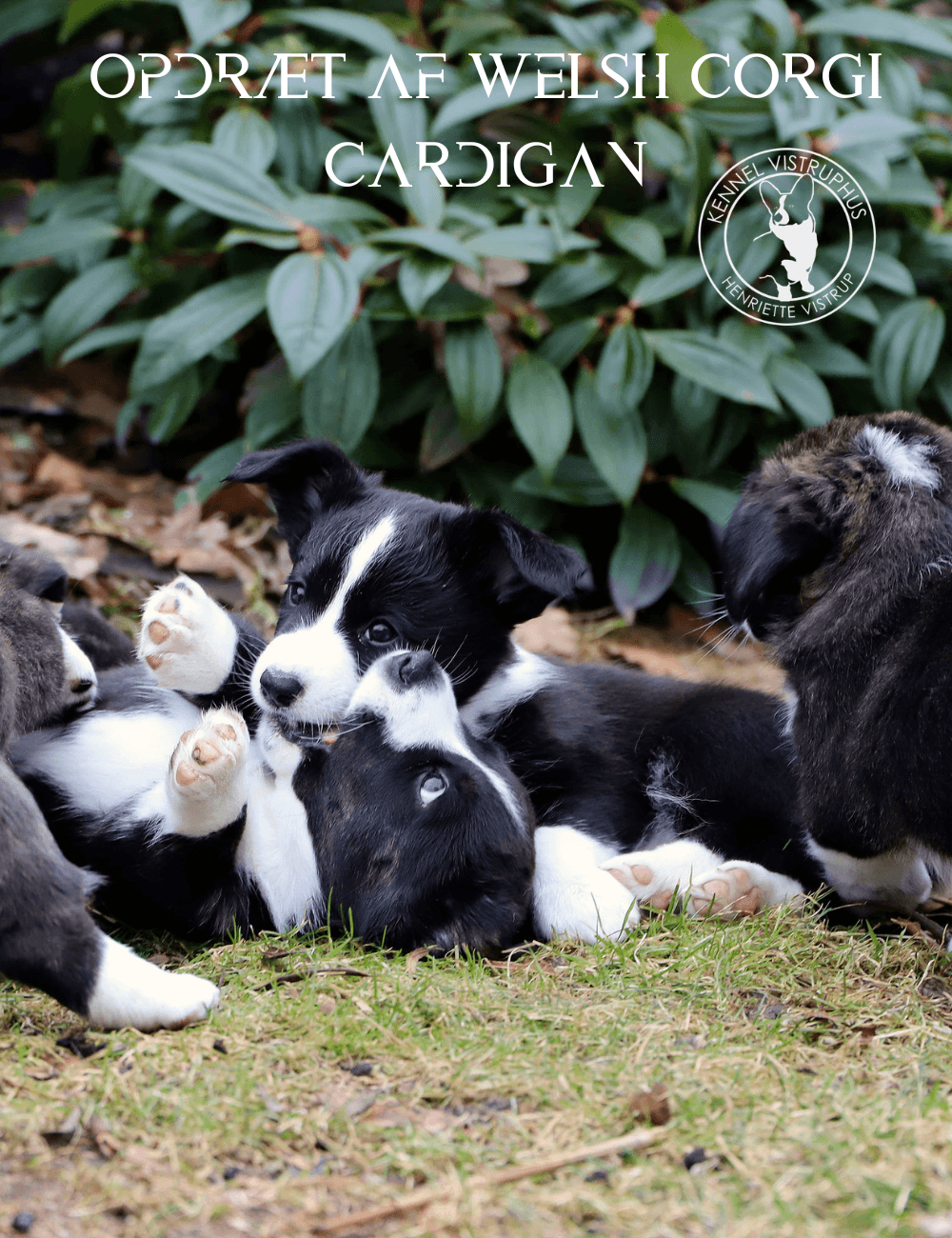 Welsh Corgi Cardigan hvalpe under opvækst og socialisering hos Kennel Vistruphus
