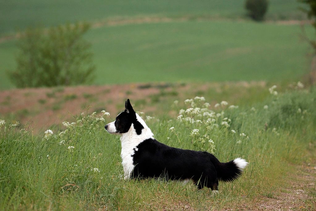 Welsh Corgi Cardigan han i landlige omgivelser