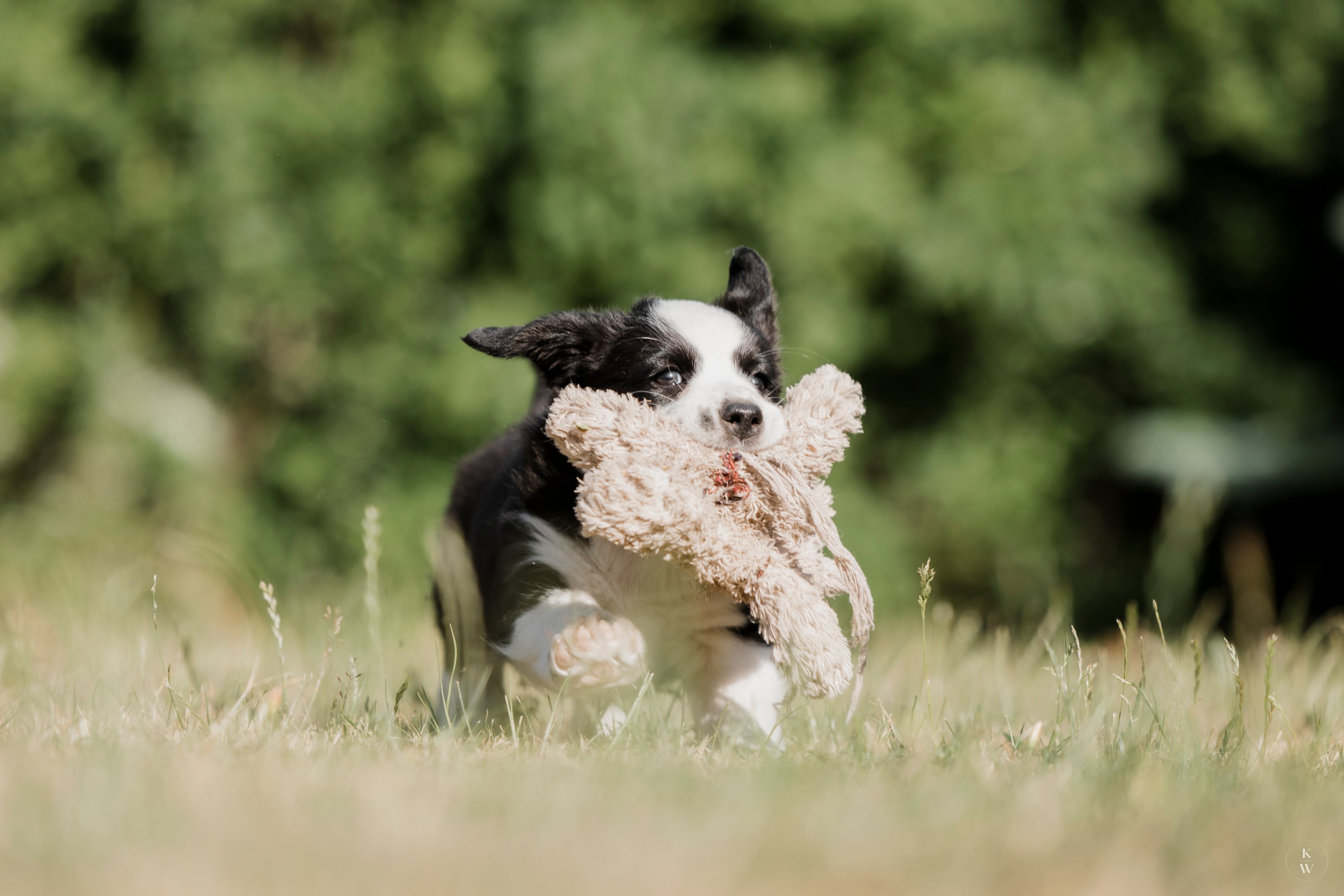 Welsh Corgi Cardigan hvalp leger med bamse i græsset