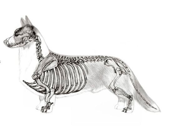 Illustration af Welsh Corgi Cardigans karakteristiske kropsbygning