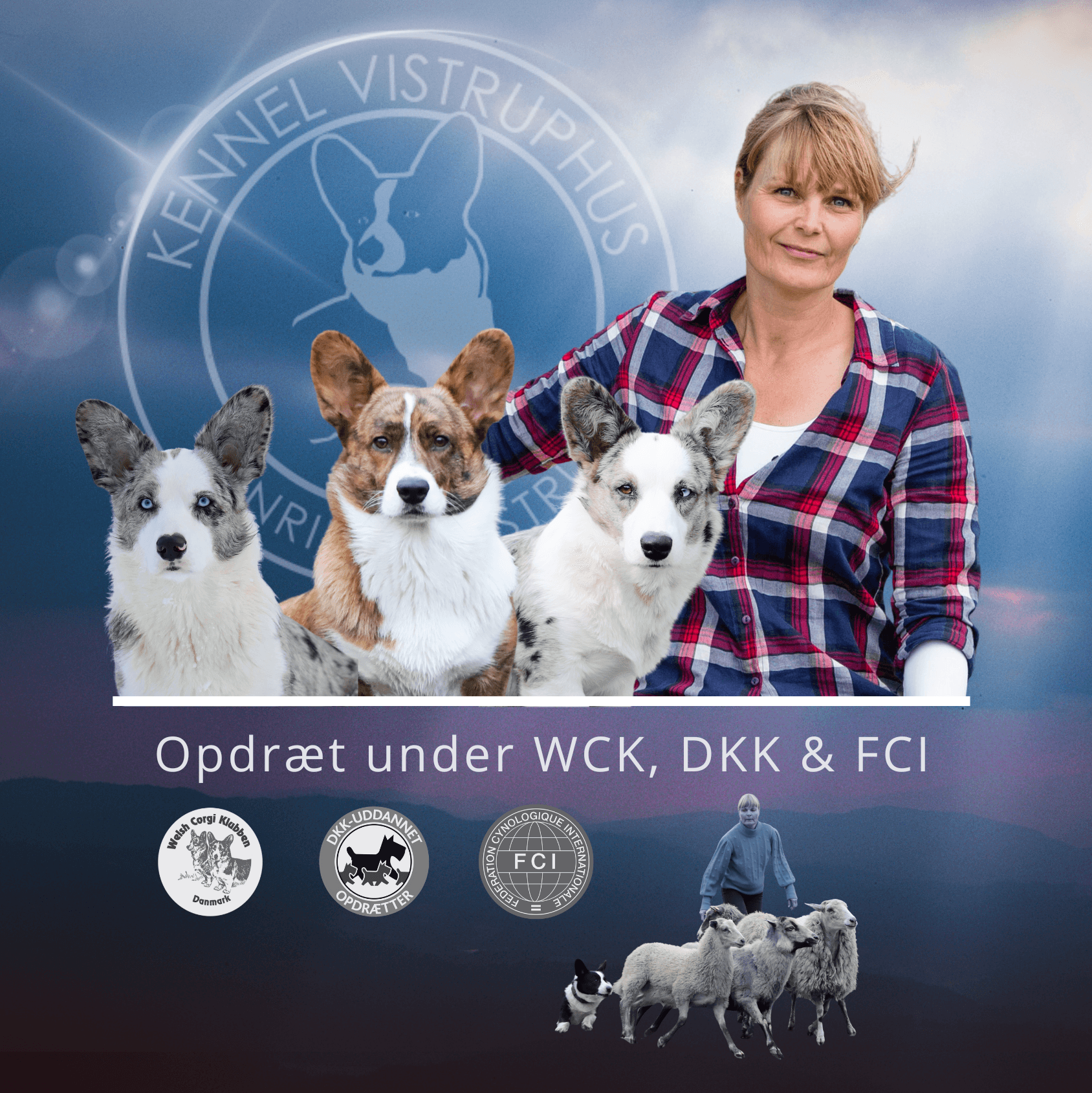 Henriette Vistrup fra Kennel Vistruphus sammen med tre Welsh Corgi Cardigan hunde