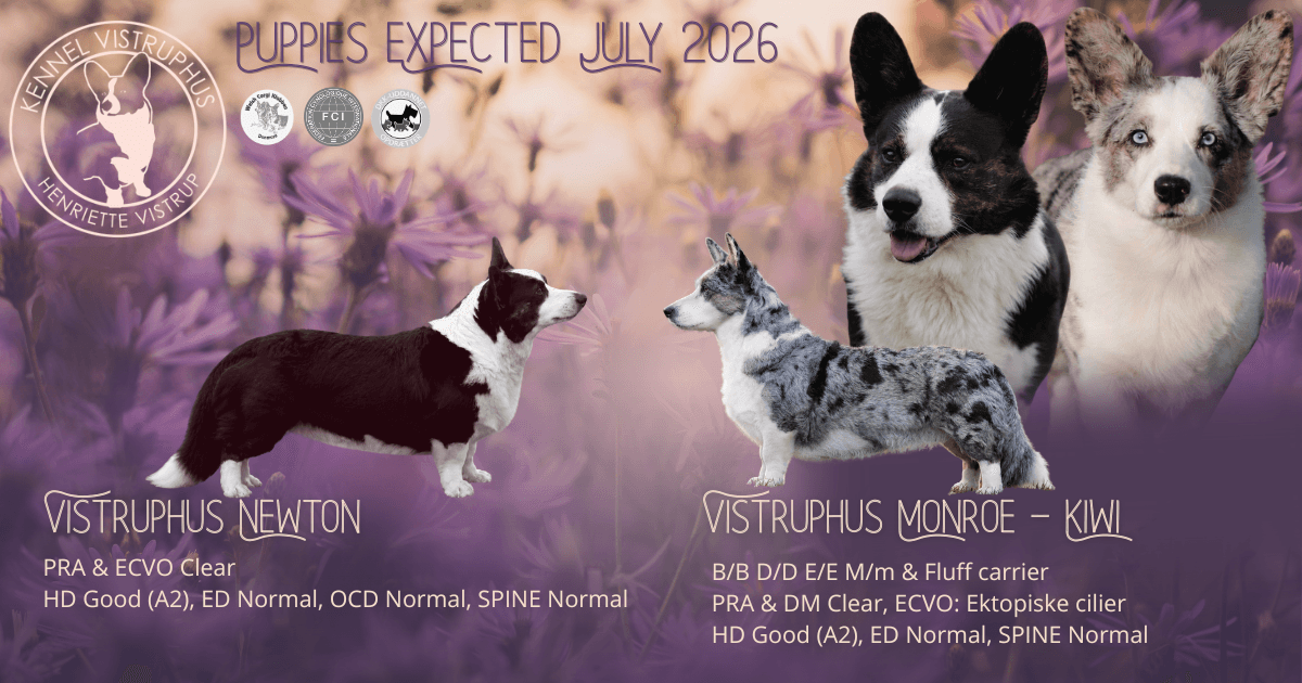 Welsh Corgi Cardigan hvalpeplaner Kiwi og Newton