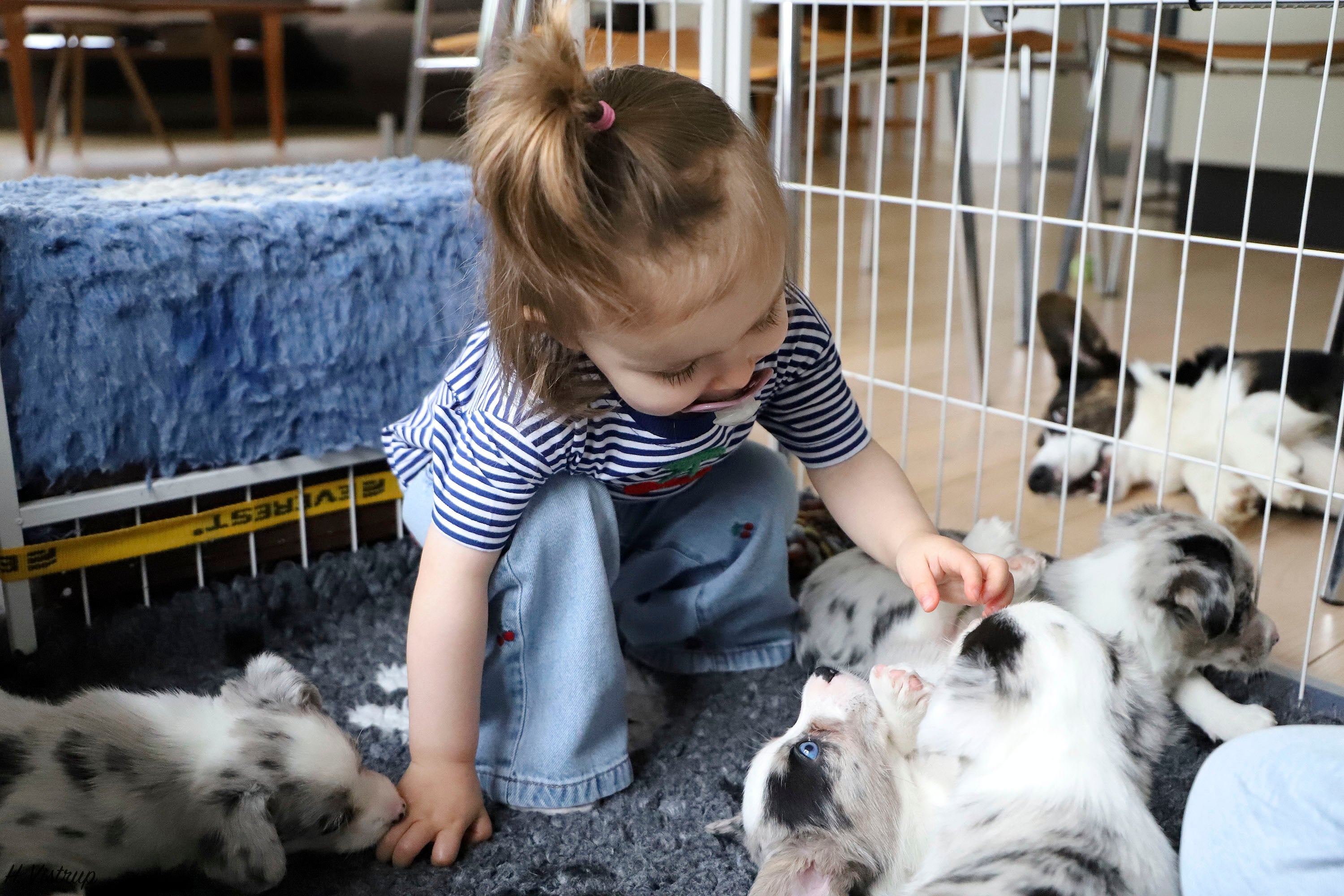 Welsh Corgi Cardigan hvalpe vokser op i hjemlige omgivelser hos Kennel Vistruphus