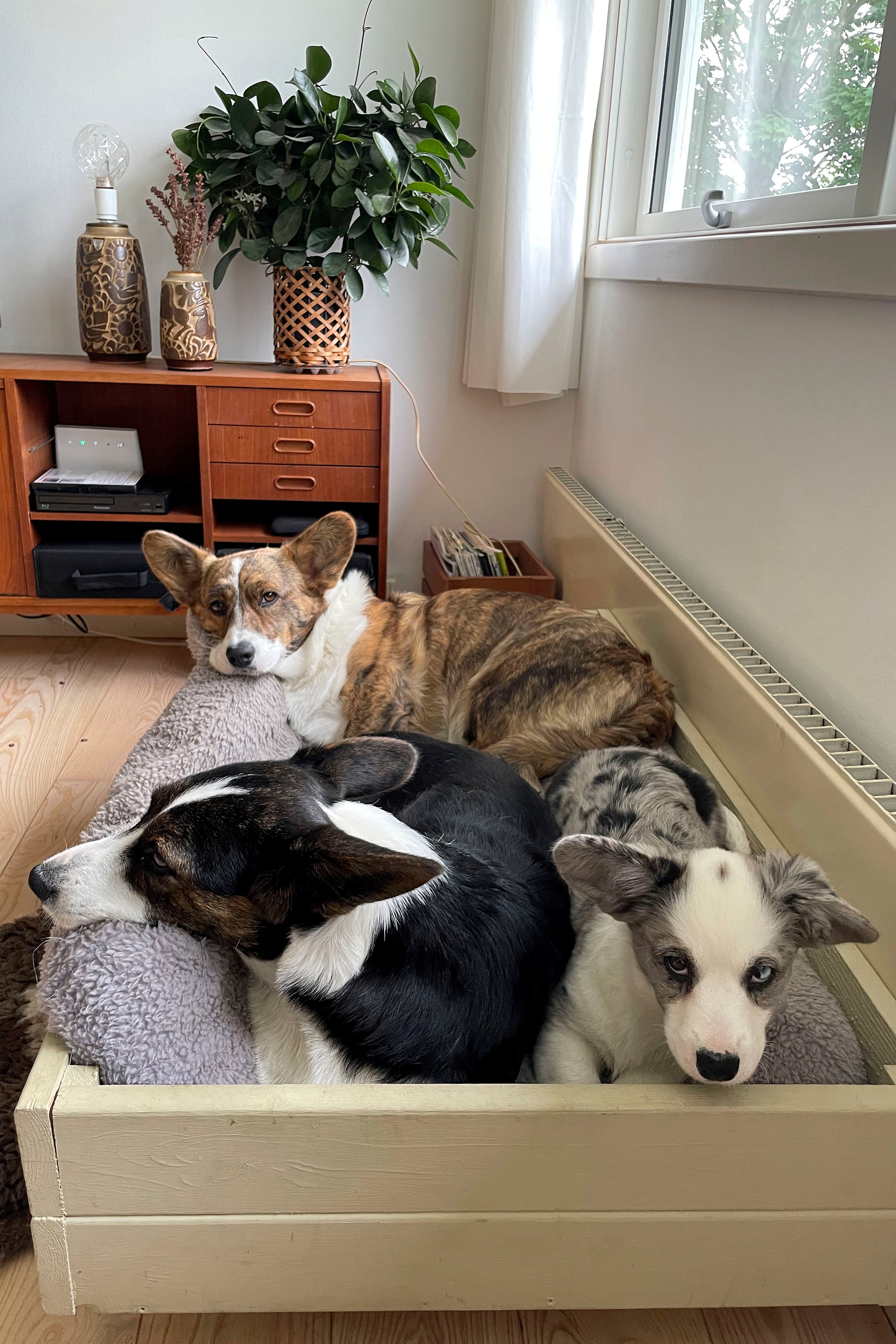 Welsh Corgi Cardigans slapper af sammen i hjemmet