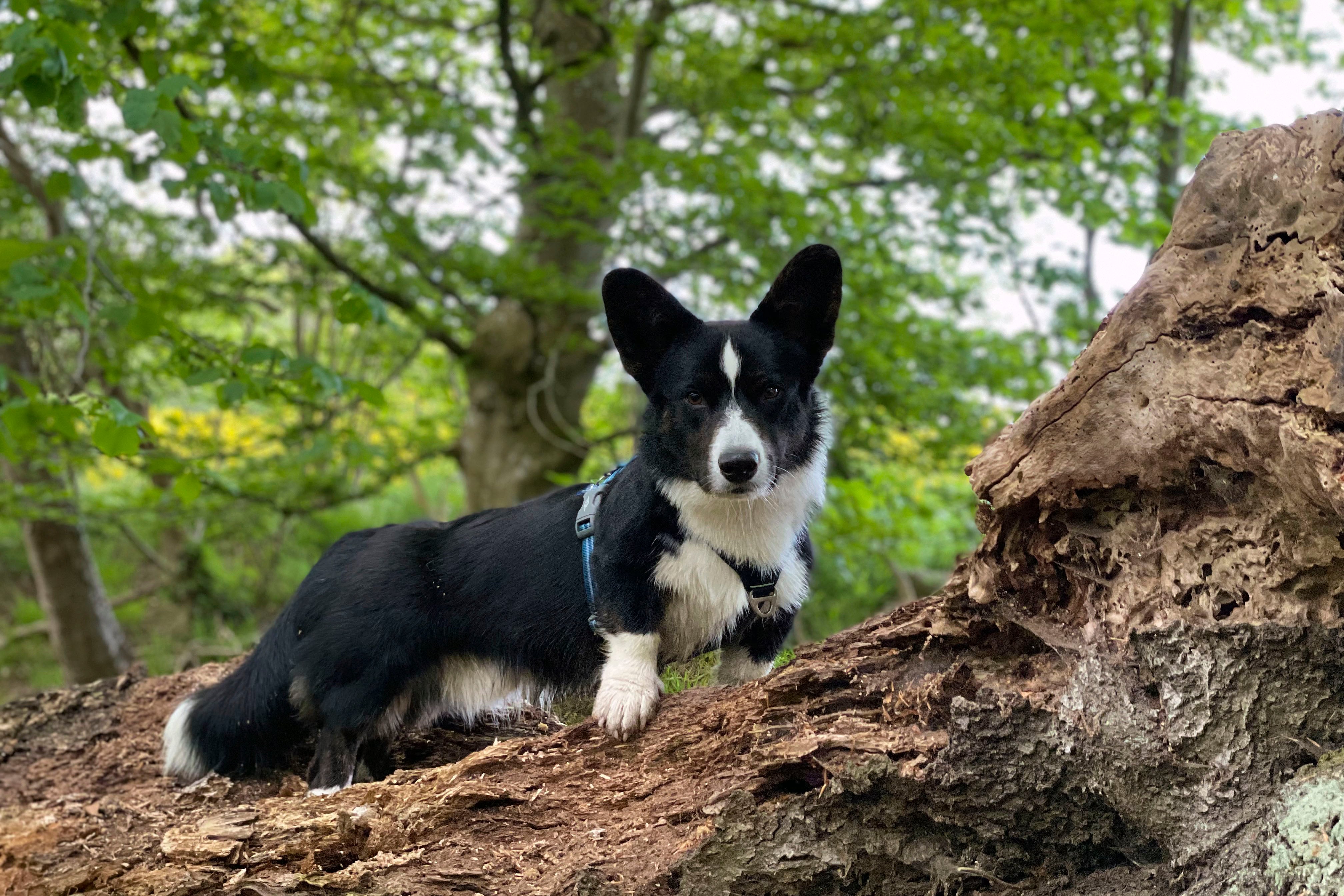 Welsh Corgi Cardigan på skovtur i naturlige omgivelser