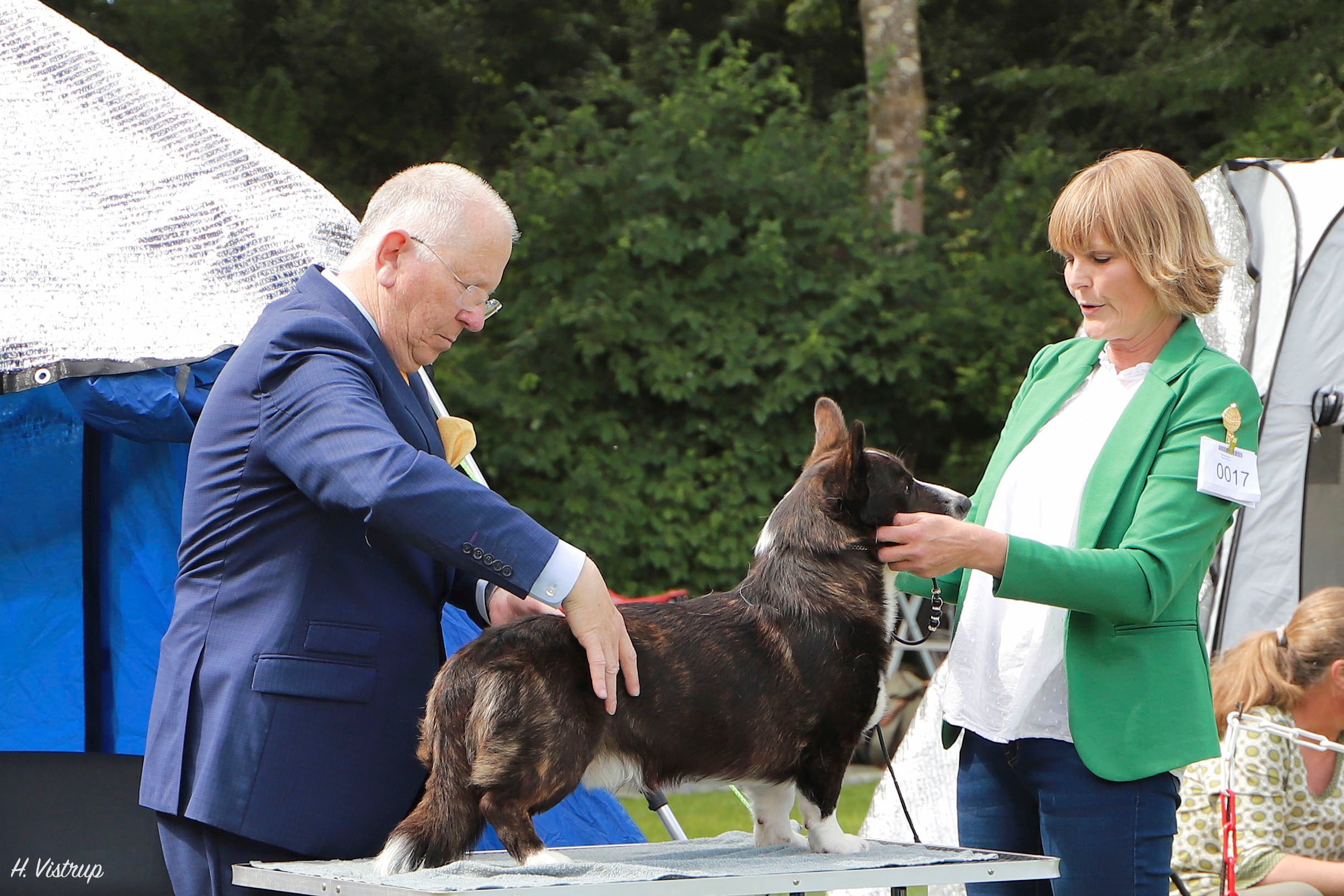 Welsh Corgi Cardigan på udstilling hos Kennel Vistruphus