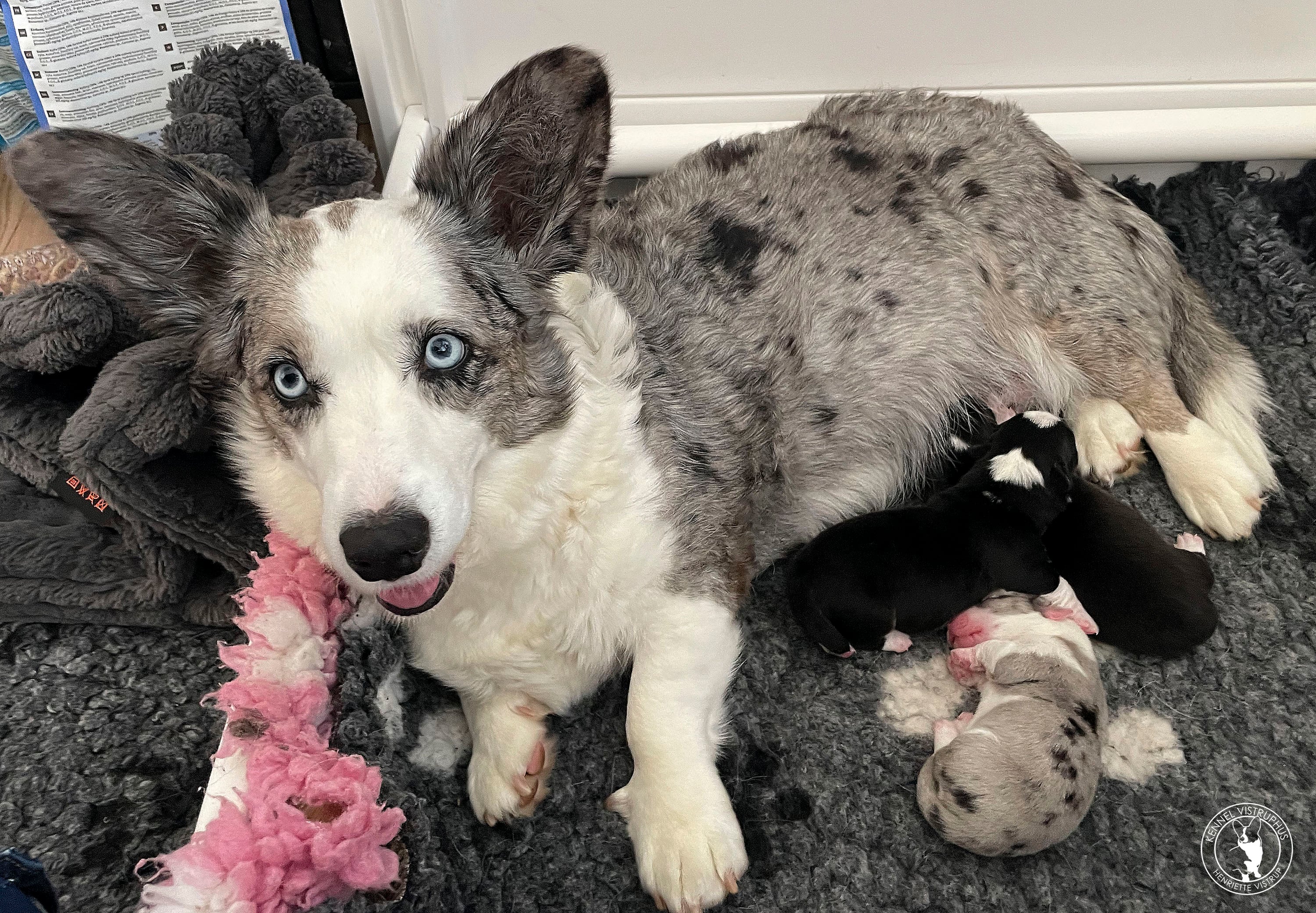 Welsh Corgi Cardigan hvalpe fra Kiwi og Newton Welsh Corgi Cardigan hvalpe fra Kiwi og Newton